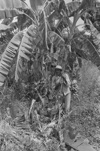 Man harvesting bananas, San Basilio de Palenque, 1976