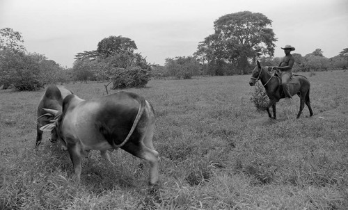 Cattle fighting in a field, San Basilio de Palenque, 1976