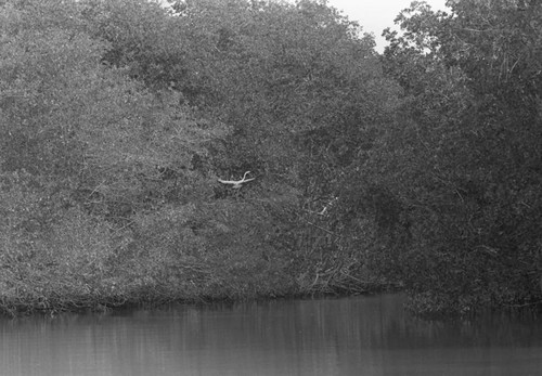 A bird resting in a mangrove forest, Isla de Salamanca, Colombia, 1977