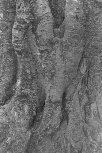 Tree trunk, San Basilio de Palenque, 1976