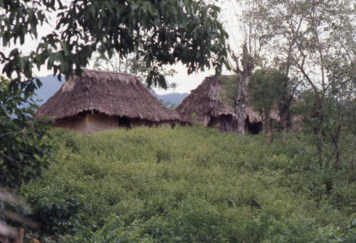 Houses standing amongst trees, San Basilio de Palenque, 1976