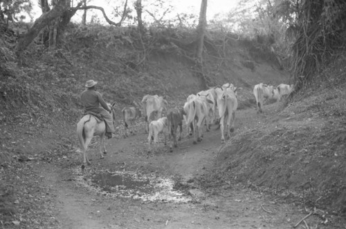 Man herding cattle along a stream bed, San Basilio de Palenque, 1977