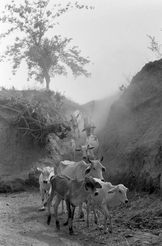 Boy herding cattle down a dirt hill, San Basilio de Palenque, 1977