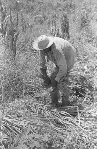 Man bundling straw, San Basilio de Palenque, 1976