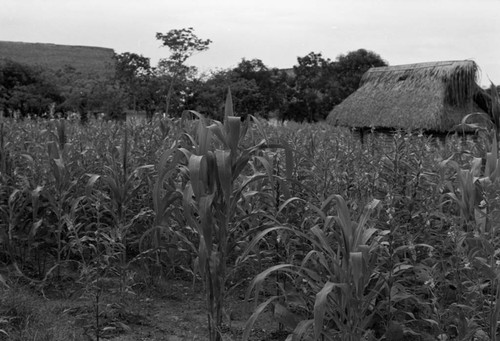 View of the La Chamba, La Chamba, Colombia, 1975