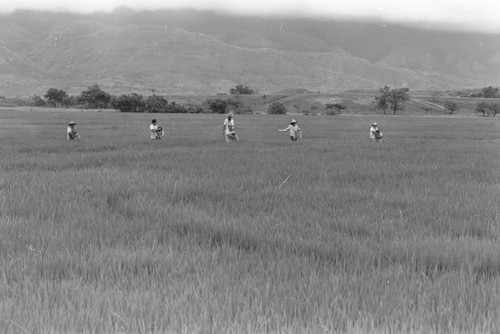 Sowing the field, La Chamba, Colombia, 1975