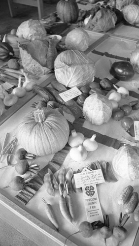 Vegetables on display, Pipestone County Fair, Minnesota, 1972