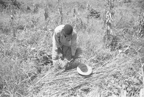 Man working in a field, San Basilio de Palenque, 1976