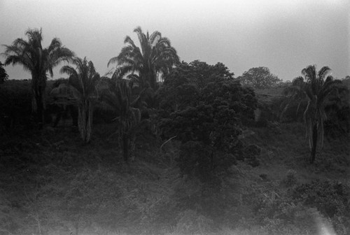 A dense forest, La Chamba, Colombia, 1975