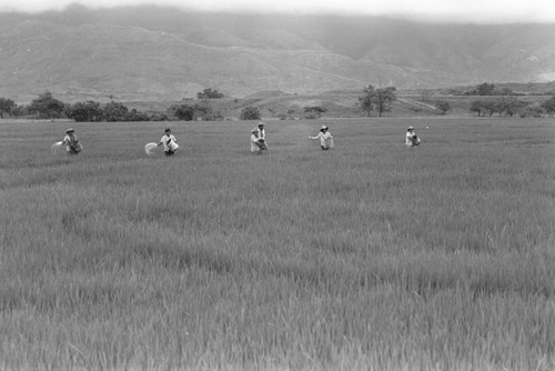 Sowing the field, La Chamba, Colombia, 1975