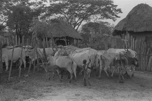 Boy herding cattle through the village, San Basilio de Palenque, 1976