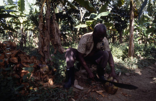 Man using a machete to cut a coconut, San Basilio de Palenque, 1976