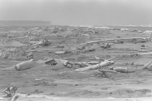 Wood on the sand, Isla de Salamanca, Colombia, 1977