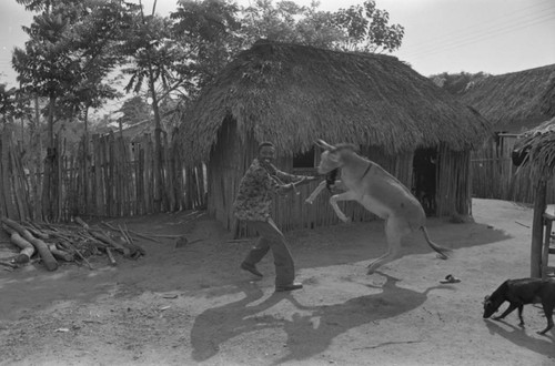 Man wrestling with a donkey, San Basilio de Palenque, 1977