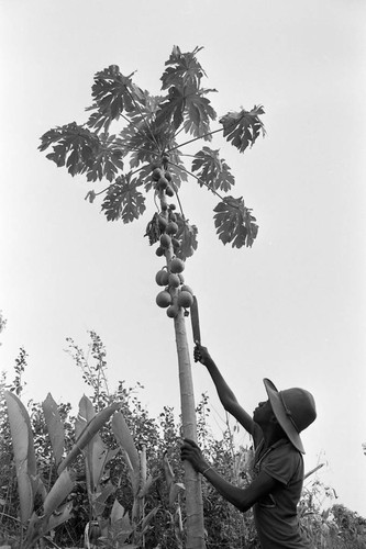 Boy harvesting papayas, San Basilio de Palenque, 1977