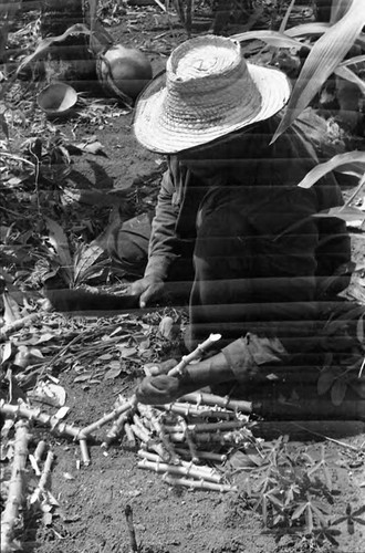 Man working in a cornfield, San Basilio de Palenque, 1975