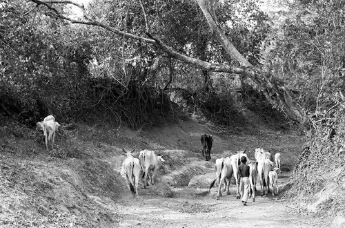 Boy herding cattle down a dirt road, San Basilio de Palenque, 1977