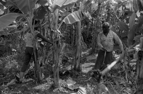 Fermín Herrera working with machete, San Basilio de Palenque, 1976