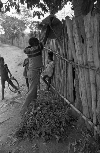 Harvesting mamoncillo fruit, San Basilio de Palenque, Colombia, 1977