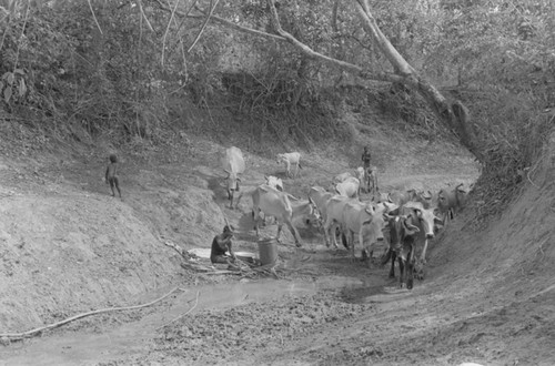 Cattle walking, San Basilio de Palenque, Colombia, 1977