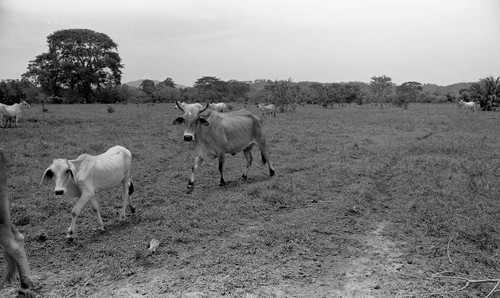 Cattle roaming in a field, San Basilio de Palenque, 1976