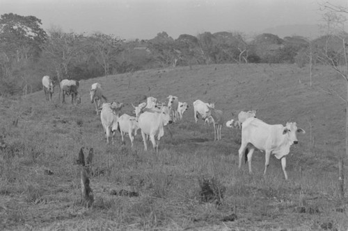 Cattle on the highlands, San Basilio de Palenque, 1977