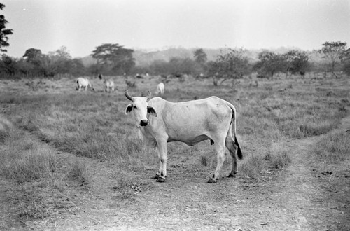 Cattle grazing in a field, San Basilio de Palenque, 1977