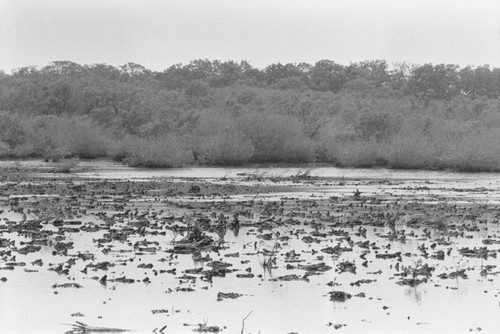 View of a mangrove forest, Isla de Salamanca, Colombia, 1977