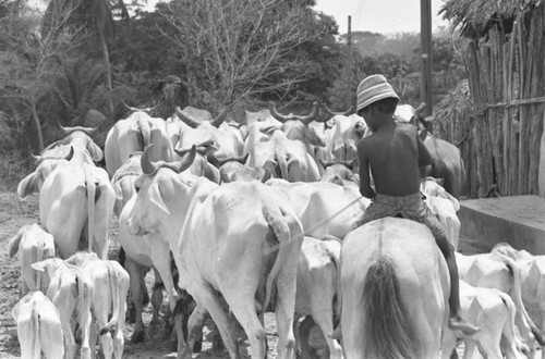 Boys herding cattle through the village, San Basilio de Palenque, Colombia, 1977