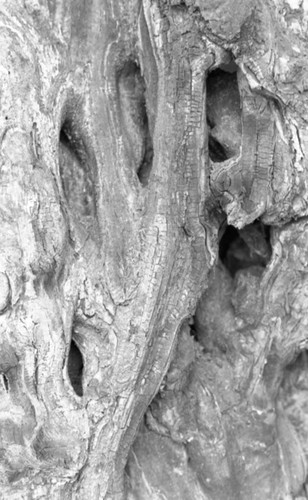 Tree bark, San Basilio de Palenque, 1976