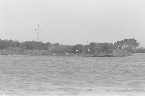 A flock of birds flying over a mangrove forest, Isla de Salamanca, Colombia, 1977