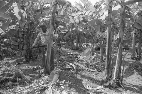 Fermín Herrera working with machete, San Basilio de Palenque, 1976