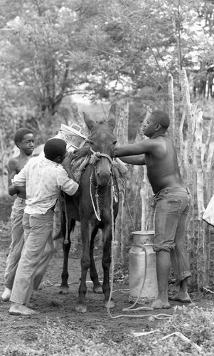 A man and two boys loading milk on a mule, San Basilio de Palenque, 1976