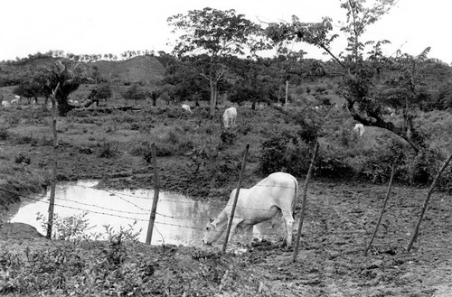 Cow drinking from water, San Basilio de Palenque, 1976