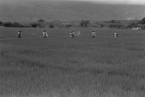 Sowing the field, La Chamba, Colombia, 1975