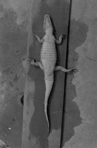 A caiman laying belly-up on the ground, Isla de Salamanca, Colombia, 1977