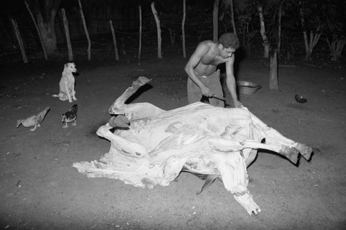 Man butchering a cow, San Basilio de Palenque, 1976