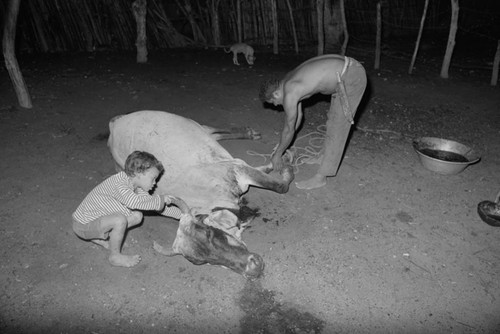 Child assisting a man to untie dead cow's legs, San Basilio de Palenque, 1976