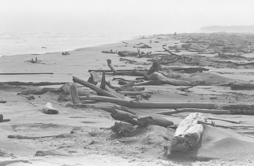 Wood on the sand, Isla de Salamanca, Colombia, 1977