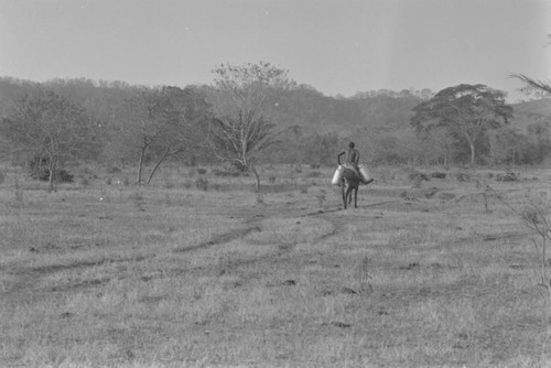 Man hauling milk containers on a mule, San Basilio de Palenque, Colombia, 1977