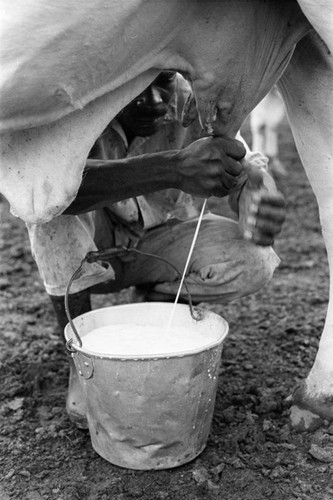 Man milking a cow, San Basilio de Palenque, 1976