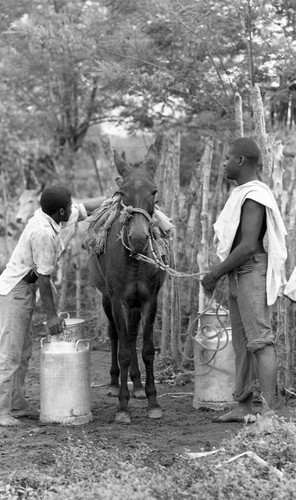 A man and a boy loading milk on a mule, San Basilio de Palenque, 1976