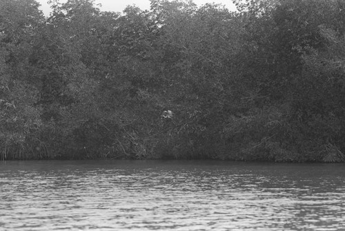 A bird flying by a mangrove forest, Isla de Salamanca, Colombia, 1977