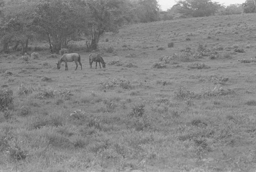 Mules grazing, San Basilio de Palenque, 1976