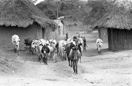 A group of boys walk behind a mule and a group of cattle, San Basilio de Palenque, 1977