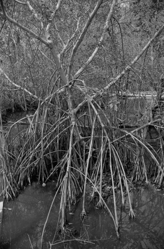 Inside a mangrove forest, Isla de Salamanca, Colombia, 1977