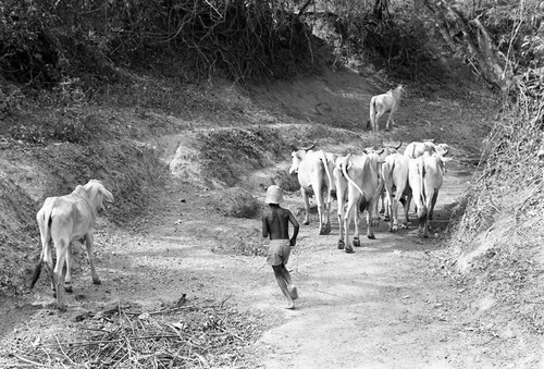 Boy herding cattle down a dirt road, San Basilio de Palenque, 1977