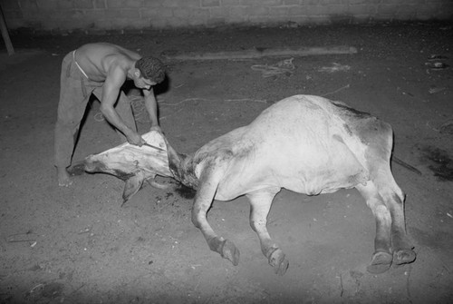 Man butchering a cow, San Basilio de Palenque, 1976