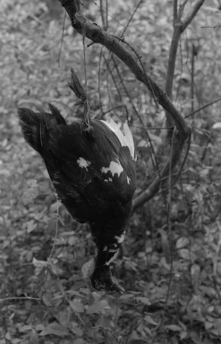 Duck hanging in a tree trap, San Basilio de Palenque, 1976