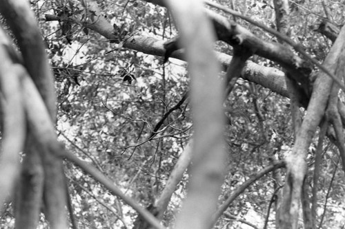 A view through a mangrove forest, Isla de Salamanca, Colombia, 1977